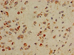Invitrogen COX5A Polyclonal Antibody 100 &mu;g; Unconjugated:Antibodies,