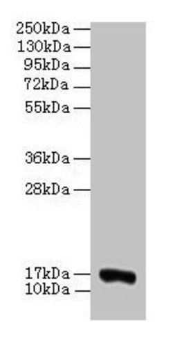 Invitrogen COX5A Polyclonal Antibody 100 &mu;g; Unconjugated:Antibodies,