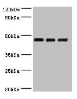 Invitrogen Ovalbumin Polyclonal Antibody 100 &mu;g; Unconjugated:Antibodies,