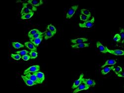 Invitrogen CAMLG Polyclonal Antibody 100 &mu;g; Unconjugated:Antibodies,
