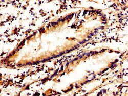 Invitrogen Calpain 2 Polyclonal Antibody 100 &mu;g; Unconjugated:Antibodies,