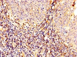 Invitrogen Calpain 2 Polyclonal Antibody 100 &mu;g; Unconjugated:Antibodies,