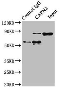 Invitrogen Calpain 2 Polyclonal Antibody 100 &mu;g; Unconjugated:Antibodies,