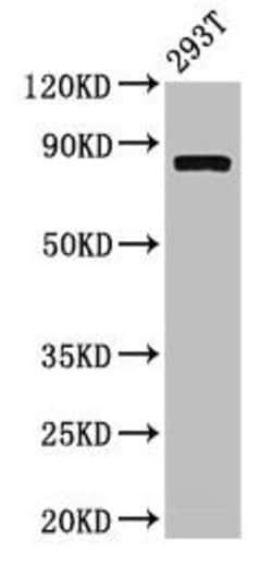 Invitrogen Calpain 2 Polyclonal Antibody 100 &mu;g; Unconjugated:Antibodies,