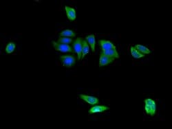 Invitrogen CAPZA1 Polyclonal Antibody 100 &mu;g; Unconjugated:Antibodies,