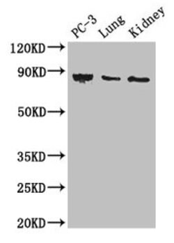 Invitrogen CARS Polyclonal Antibody 100 &mu;g; Unconjugated:Antibodies,