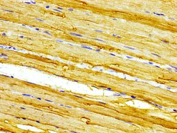 Invitrogen Calsequestrin 2 Polyclonal Antibody 100 &mu;g; Unconjugated:Antibodies,