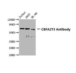 Invitrogen MTG16 Polyclonal Antibody 100 &mu;g | Buy Online | Invitrogen&trade; | Fisher Scientific