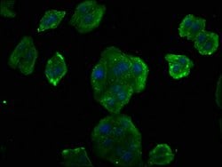 Invitrogen Cyclin D2 Polyclonal Antibody 100 &mu;L; Unconjugated:Antibodies,