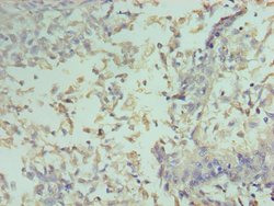Invitrogen Cyclin D2 Polyclonal Antibody 100 &mu;L; Unconjugated:Antibodies,