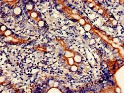Invitrogen CCNJL Polyclonal Antibody 100 &mu;g; Unconjugated:Antibodies,