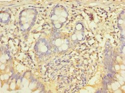Invitrogen CCNJL Polyclonal Antibody 100 &mu;g; Unconjugated:Antibodies,