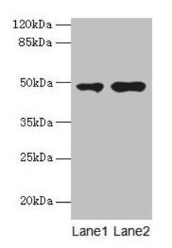 Invitrogen CCNJL Polyclonal Antibody 100 &mu;g; Unconjugated:Antibodies,