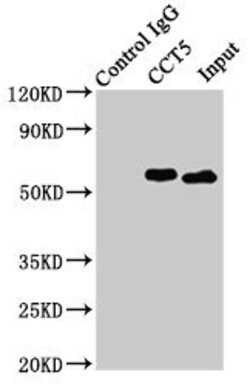 Invitrogen TCP-1 epsilon Polyclonal Antibody 100 &mu;L | Buy Online | Invitrogen&trade; | Fisher Scientific