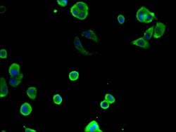Invitrogen TCP-1 theta Polyclonal Antibody 100 &mu;g; Unconjugated:Antibodies,
