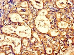 Invitrogen TCP-1 theta Polyclonal Antibody 100 &mu;g; Unconjugated:Antibodies,