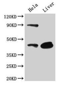 Invitrogen CD46 Polyclonal Antibody 100 &mu;g | Buy Online | Invitrogen&trade; | Fisher Scientific