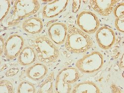 Invitrogen Cdc45L Polyclonal Antibody 100 &mu;L | Buy Online | Invitrogen&trade; | Fisher Scientific