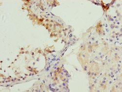 Invitrogen Cdc45L Polyclonal Antibody 100 &mu;L | Buy Online | Invitrogen&trade; | Fisher Scientific