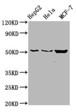 Invitrogen CDS2 Polyclonal Antibody 100 &mu;g; Unconjugated:Antibodies,
