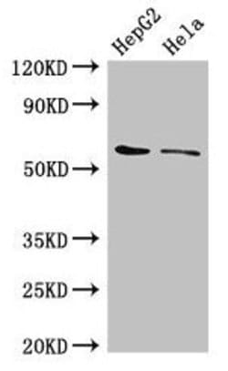 Invitrogen CDT1 Polyclonal Antibody 100 &mu;g; Unconjugated:Antibodies,