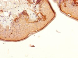 Invitrogen CENPK Polyclonal Antibody 100 &mu;L | Buy Online | Invitrogen&trade; | Fisher Scientific