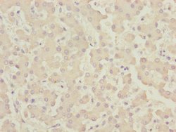 Invitrogen CENPK Polyclonal Antibody 100 &mu;L; Unconjugated:Antibodies,