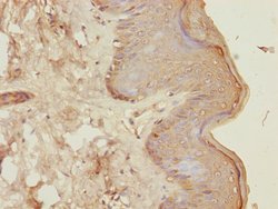 Invitrogen CENPK Polyclonal Antibody 100 &mu;L; Unconjugated:Antibodies,