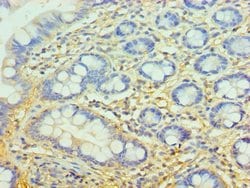 Invitrogen Complement Factor H Polyclonal Antibody 100 &mu;L; Unconjugated:Antibodies,