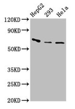 Invitrogen Complement Factor I Polyclonal Antibody 100 &mu;g; Unconjugated:Antibodies,