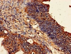 ODC1 Polyclonal Antibody:Antibodies, Polyclonal