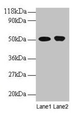 ODC1 Polyclonal Antibody:Antibodies, Polyclonal