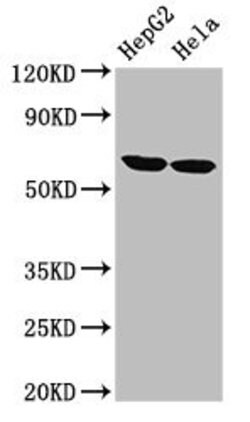 Invitrogen CKAP4 Polyclonal Antibody 100 &mu;g; Unconjugated:Antibodies,