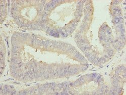 Invitrogen CLGN Polyclonal Antibody 100 &mu;g; Unconjugated:Antibodies,