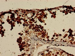 Invitrogen CLGN Polyclonal Antibody 100 &mu;g; Unconjugated:Antibodies,