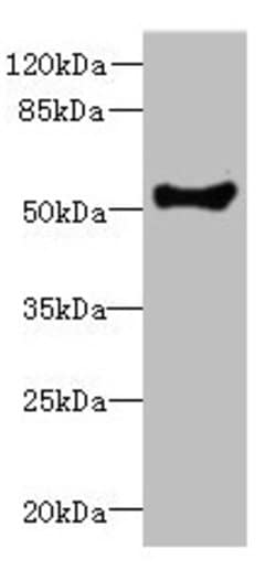 Invitrogen COCH Polyclonal Antibody 100 &mu;L; Unconjugated:Antibodies,