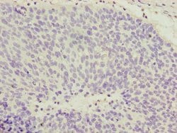 Invitrogen COPZ1 Polyclonal Antibody 100 &mu;g | Buy Online | Invitrogen&trade; | Fisher Scientific