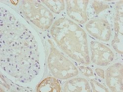 Invitrogen CPN1 Polyclonal Antibody 100 &mu;L; Unconjugated:Antibodies,