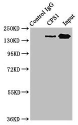 Invitrogen CPS1 Polyclonal Antibody 100 &mu;g; Unconjugated:Antibodies,