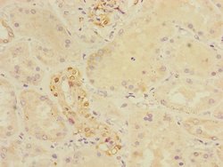 Invitrogen CRIP1 Polyclonal Antibody 100 &mu;L; Unconjugated:Antibodies,