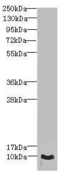 Invitrogen CRIP1 Polyclonal Antibody 100 &mu;L; Unconjugated:Antibodies,