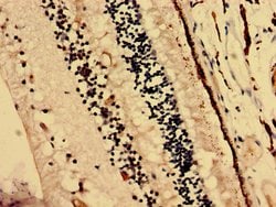 Invitrogen CRYBA4 Polyclonal Antibody 100 &mu;g; Unconjugated:Antibodies,