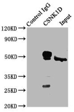 Invitrogen CK1 delta Polyclonal Antibody 100 &mu;g; Unconjugated:Antibodies,
