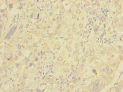 Invitrogen NG2 Polyclonal Antibody 100 &mu;L; Unconjugated:Antibodies,