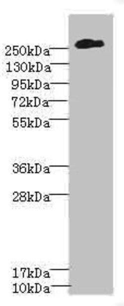 Invitrogen NG2 Polyclonal Antibody 100 &mu;L; Unconjugated:Antibodies,