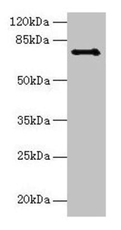 Invitrogen CTCFL Polyclonal Antibody 100 &mu;g; Unconjugated:Antibodies,