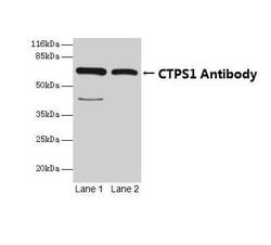 Invitrogen CTPS Polyclonal Antibody 100 &mu;g; Unconjugated:Antibodies,