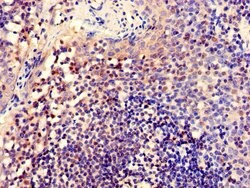 Invitrogen CUG-BP2 Polyclonal Antibody 100 &mu;g; Unconjugated:Antibodies,