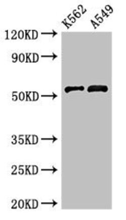 Invitrogen CUG-BP2 Polyclonal Antibody 100 &mu;g; Unconjugated:Antibodies,
