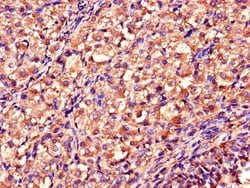 Invitrogen DDAH2 Polyclonal Antibody 100 &mu;g; Unconjugated:Antibodies,